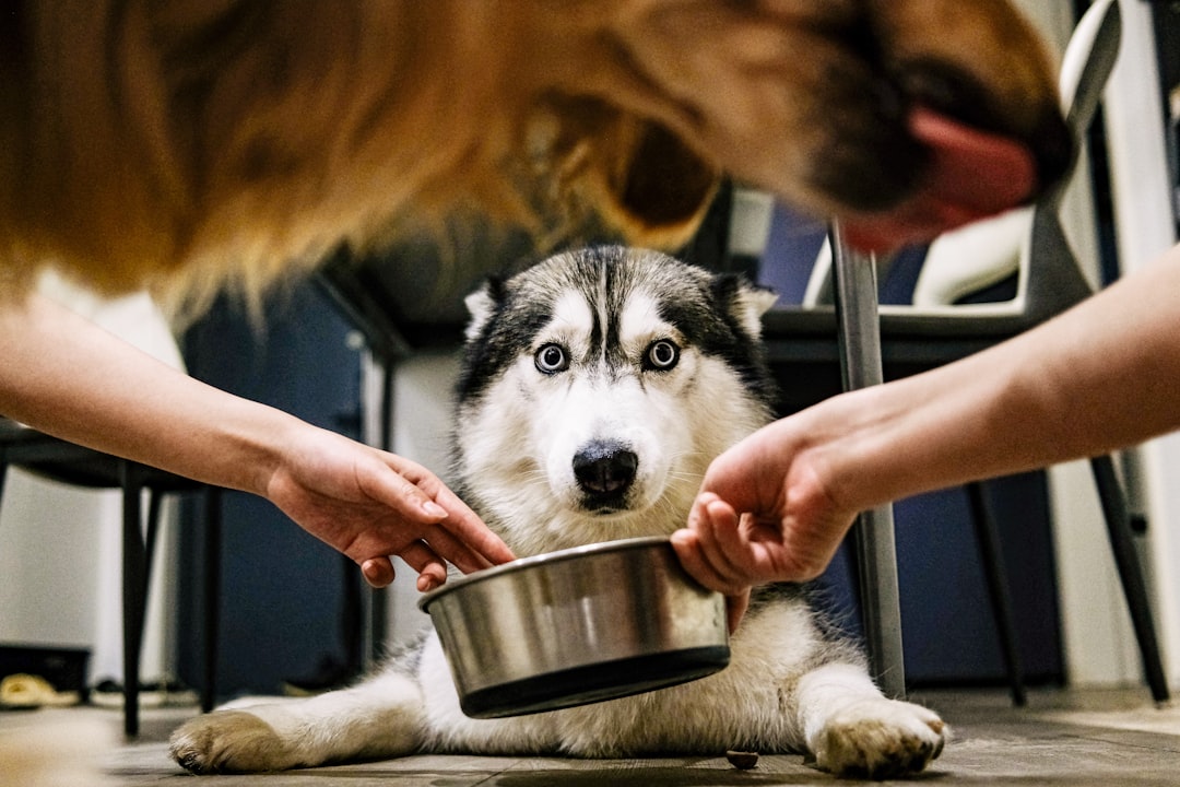 Pet Food and Supplies (Image Credits: Unsplash)