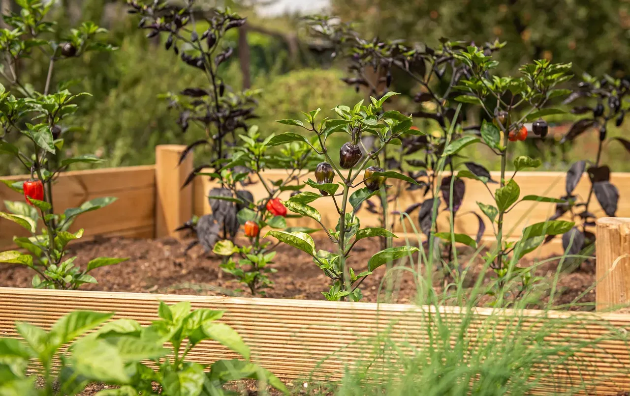 3. Build a raised garden bed (Image Credits: Pixabay)