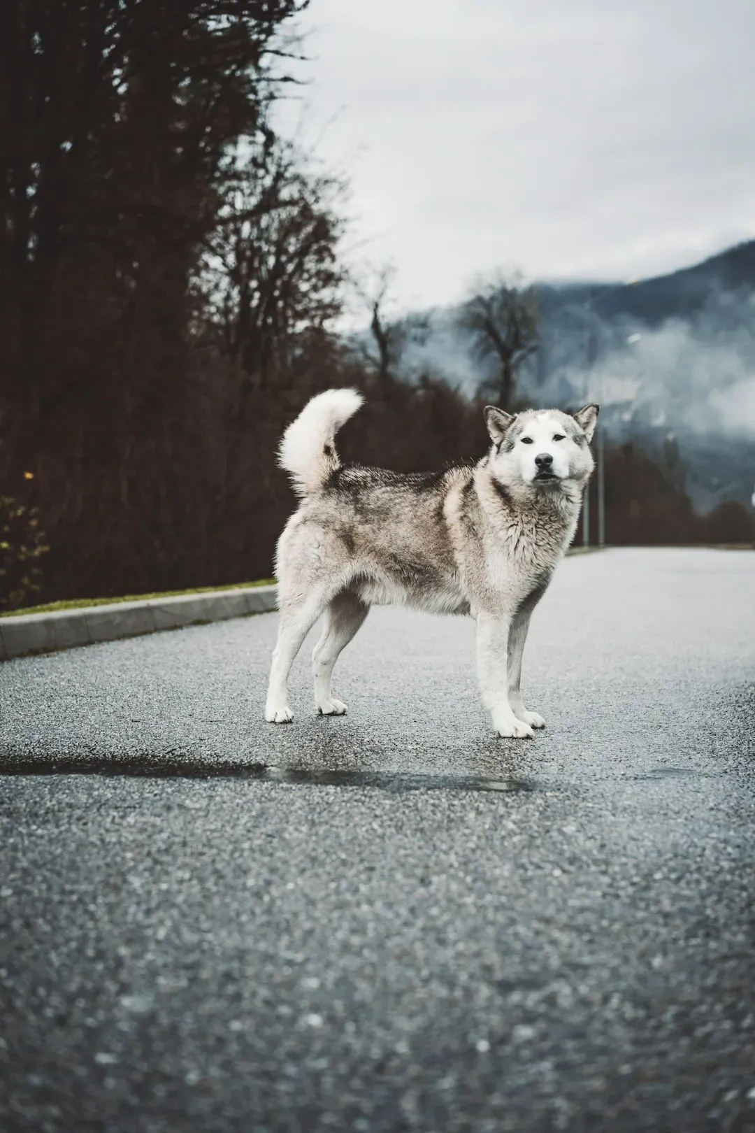 5. Letting Their Dog Roam or Cause Problems Without Accountability (Image Credits: Unsplash)