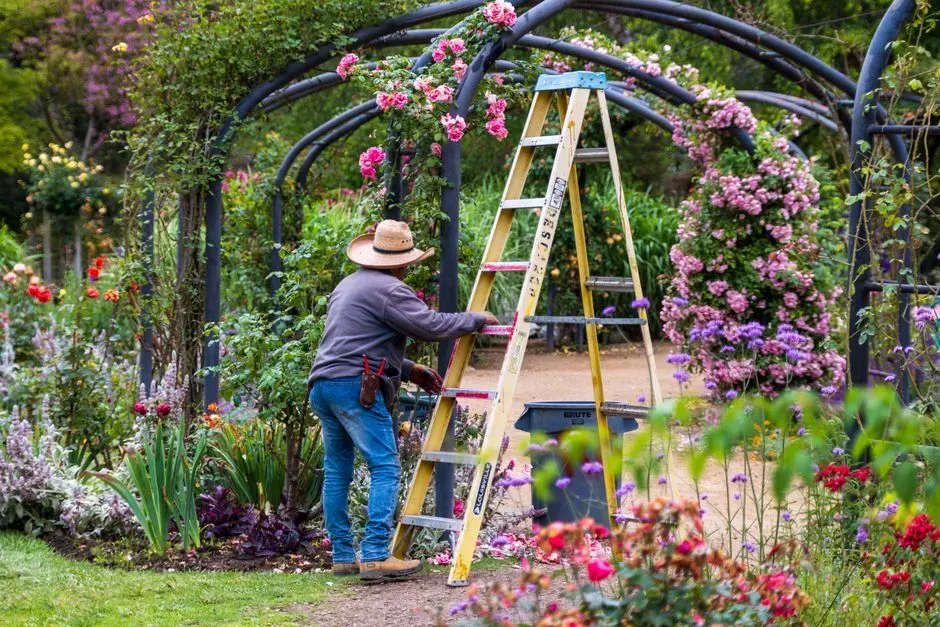 The Twice Yearly Pruning Routine That Keeps It in Check (Image Credits: Pexels)