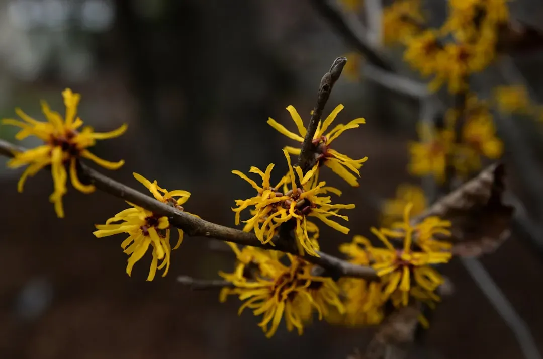 Winter bloomers that defy the cold (Image Credits: Unsplash)