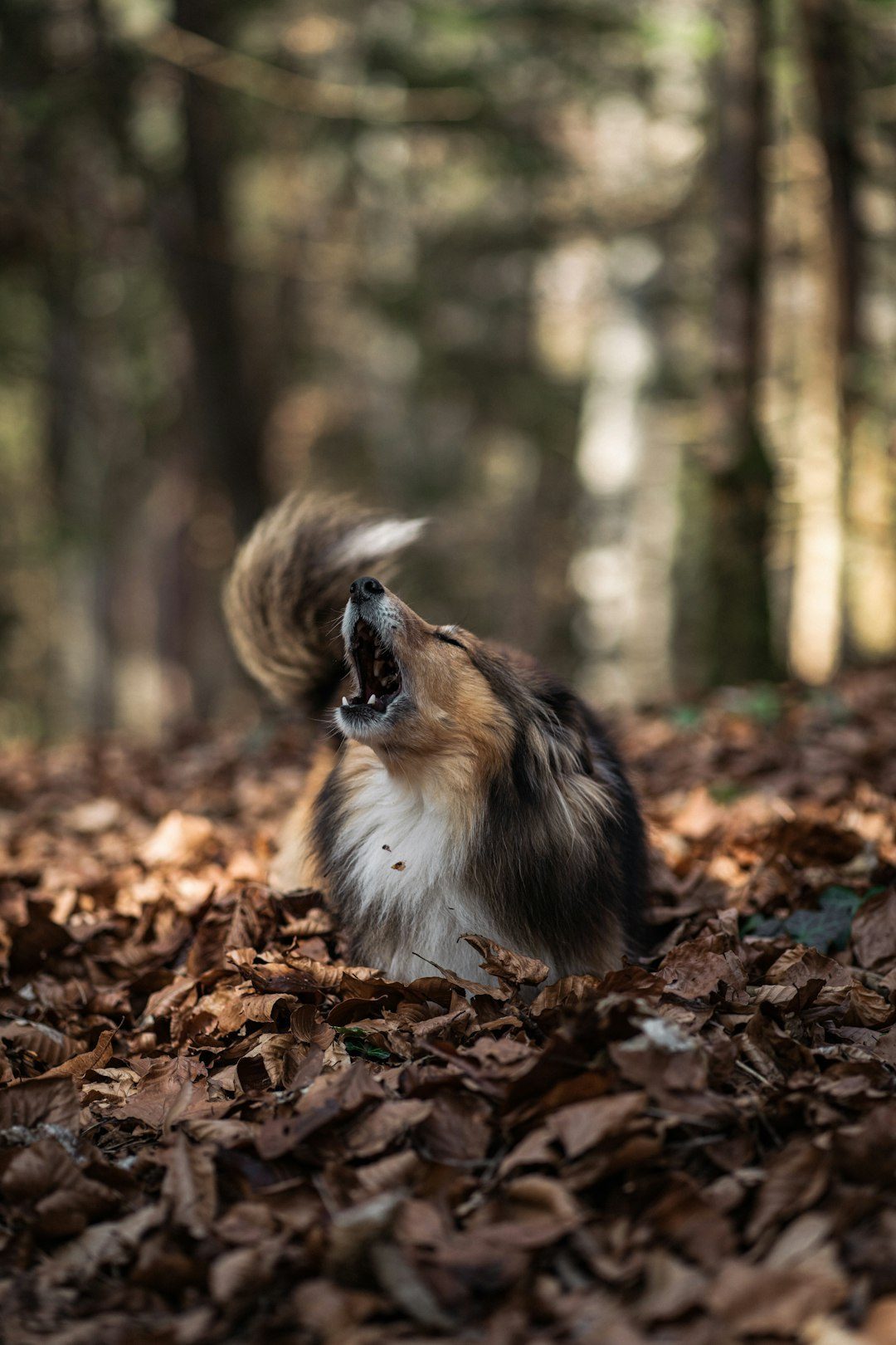 Pet-Related Noise Violations (Image Credits: Unsplash)
