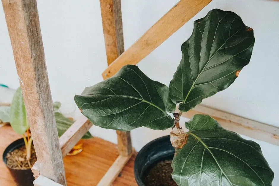 Treat a favorite plant as a piece of living art (Image Credits: Pexels)