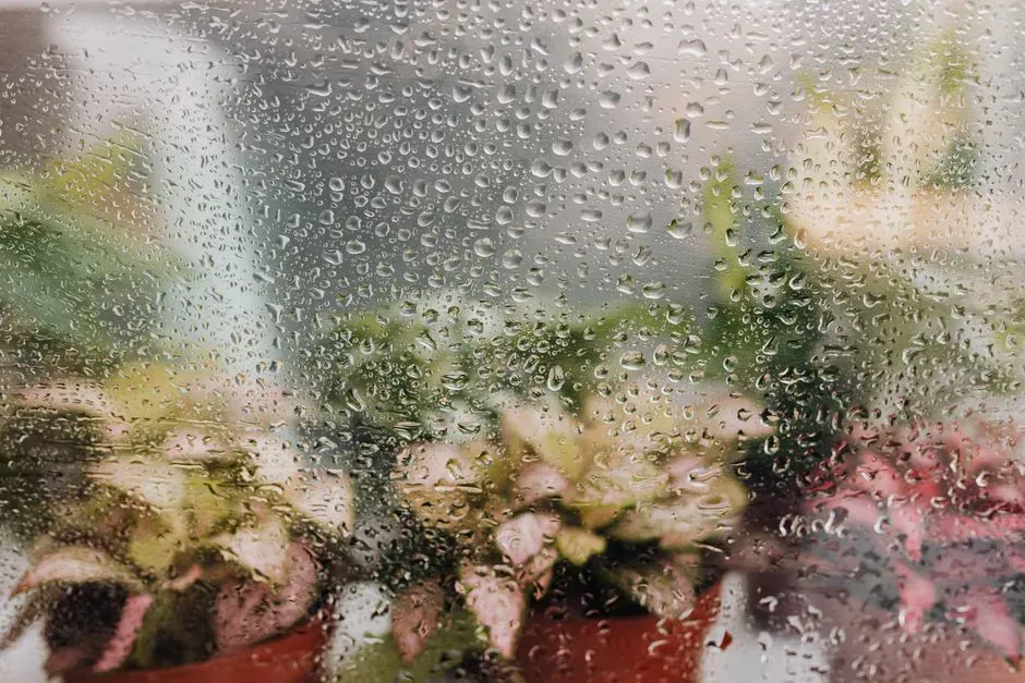 Keep humidity in the right range (Image Credits: Pexels)