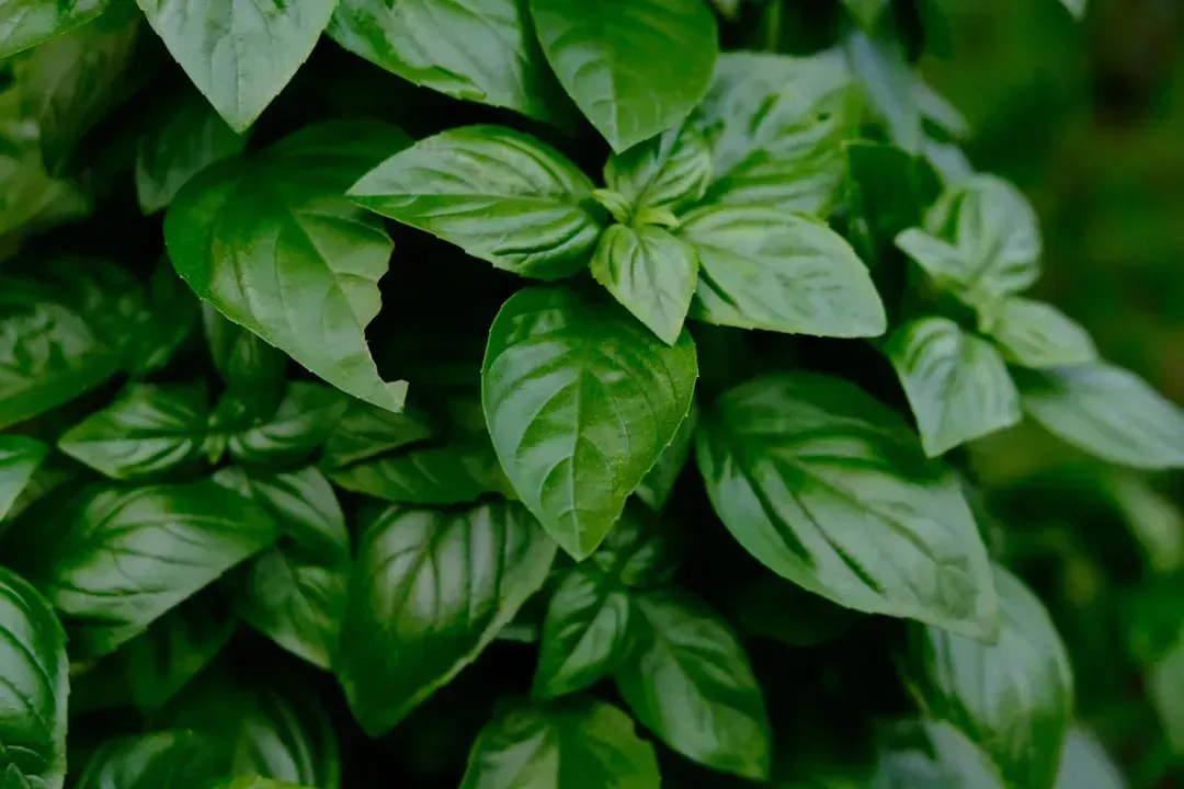 Build a simple herb garden near the kitchen door (Image Credits: Unsplash)