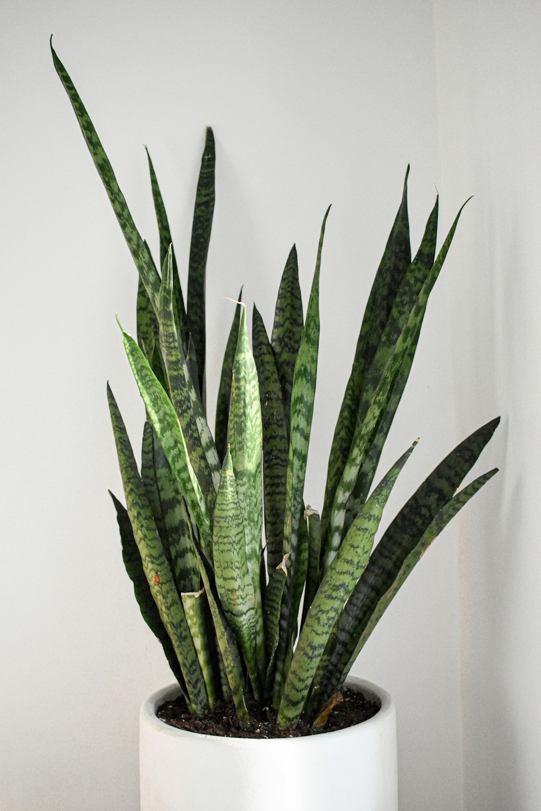 Snake Plants: The Nighttime Air Cleaners (image credits: unsplash)