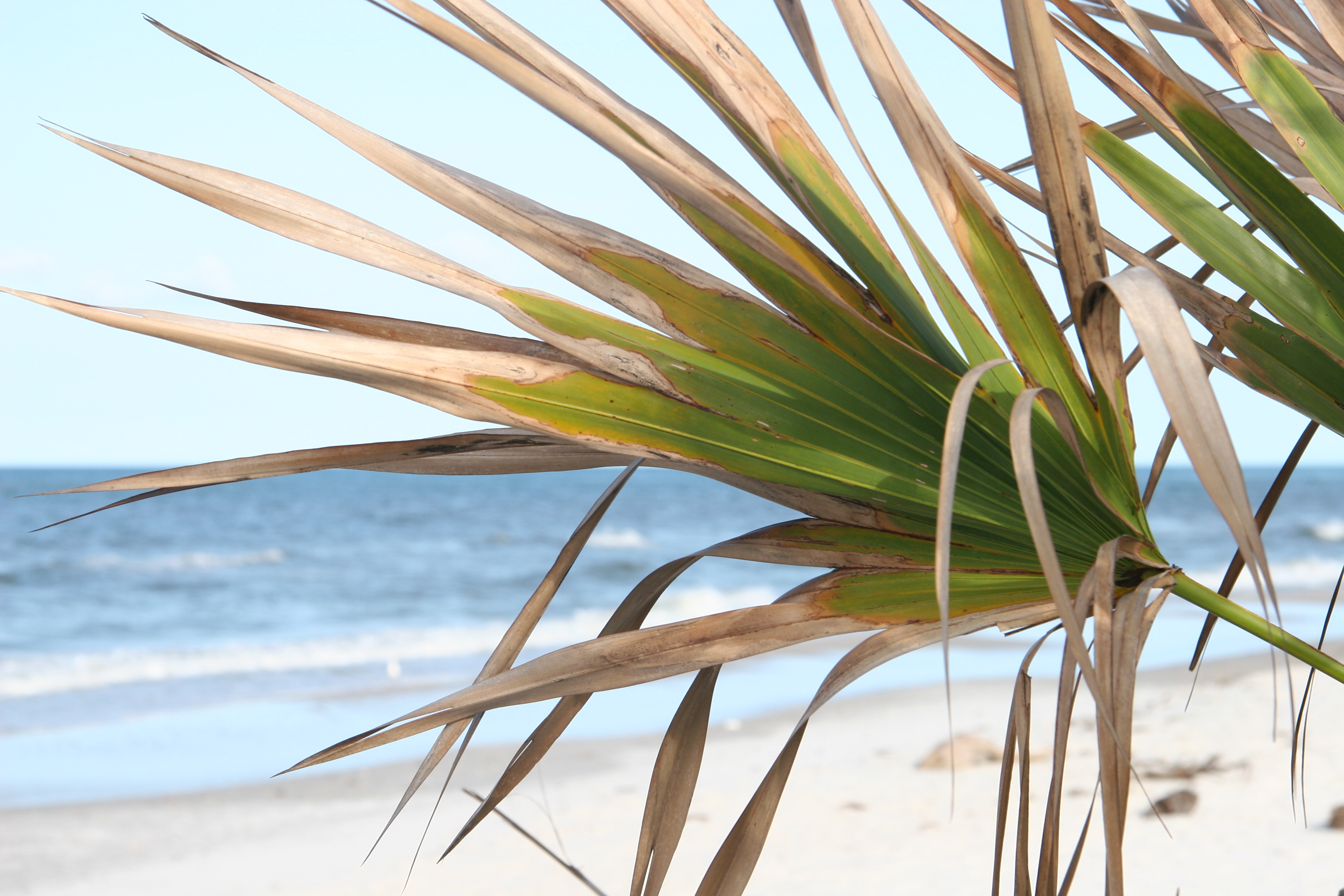 Port St. Joe - Old Florida Vibes With Rising Demand (image credits: wikimedia)