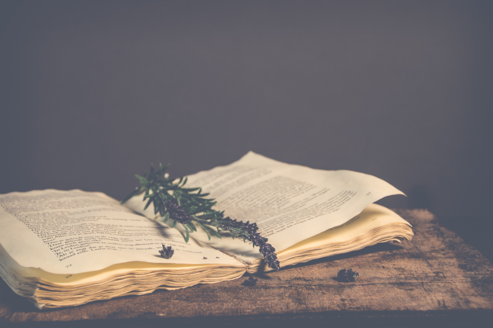 First Editions: The Holy Grail of Book Collecting (image credits: stocksnap)