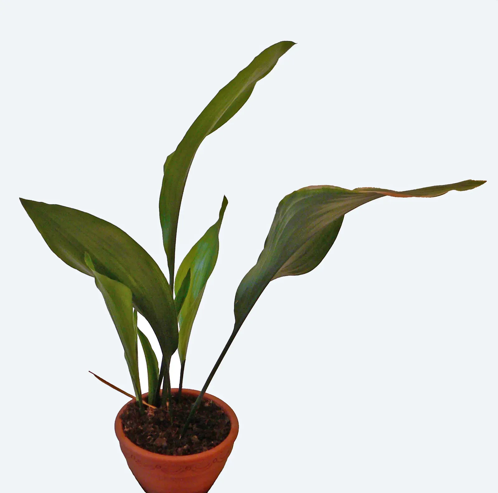 Bringing nature indoors (Transferred from de.wikipedia to Commons using CommonsHelper., CC BY-SA 2.0 de)