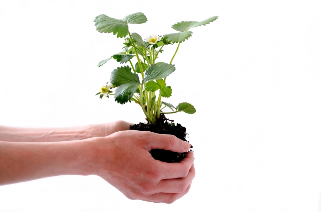 The Science Behind Plant Air Purification: More Than Meets the Eye (image credits: rawpixel)