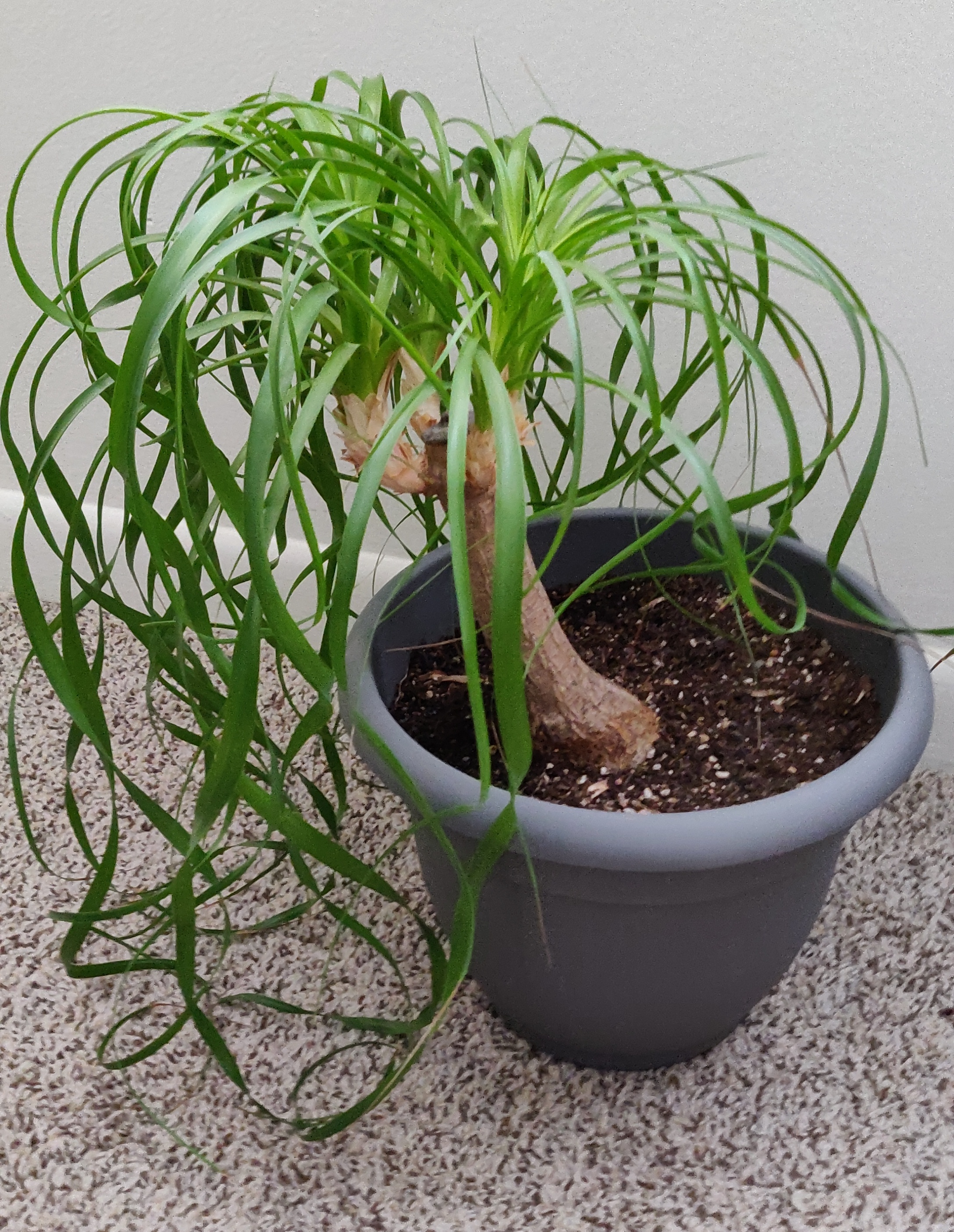 Modern Research Challenges the Plant Paradise Myth (image credits: wikimedia)