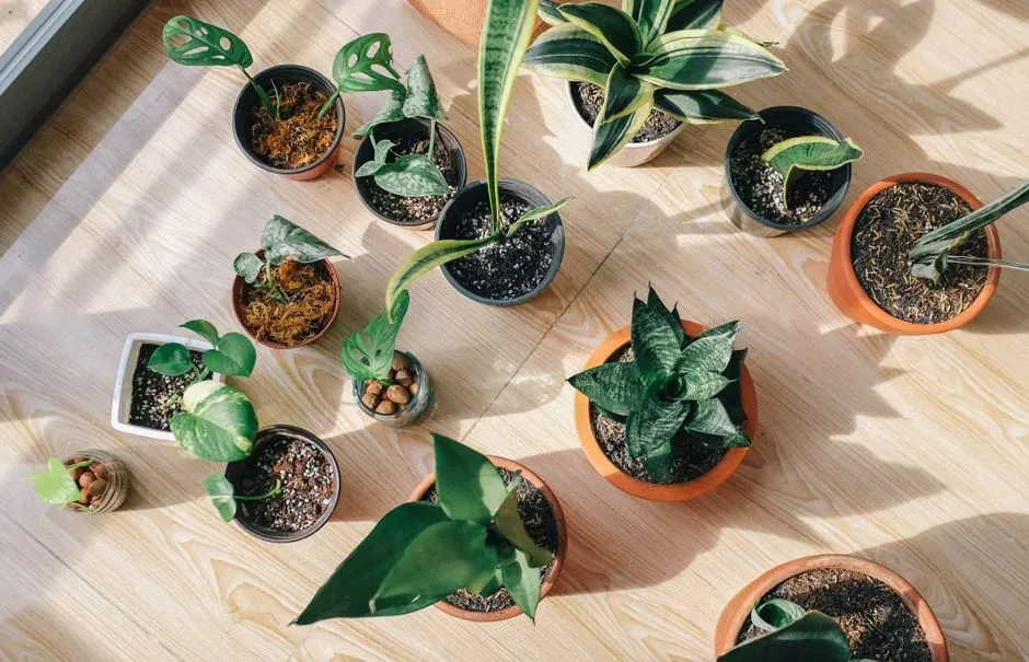 Biophilic design and the indoor-outdoor connection (Image Credits: Pexels)