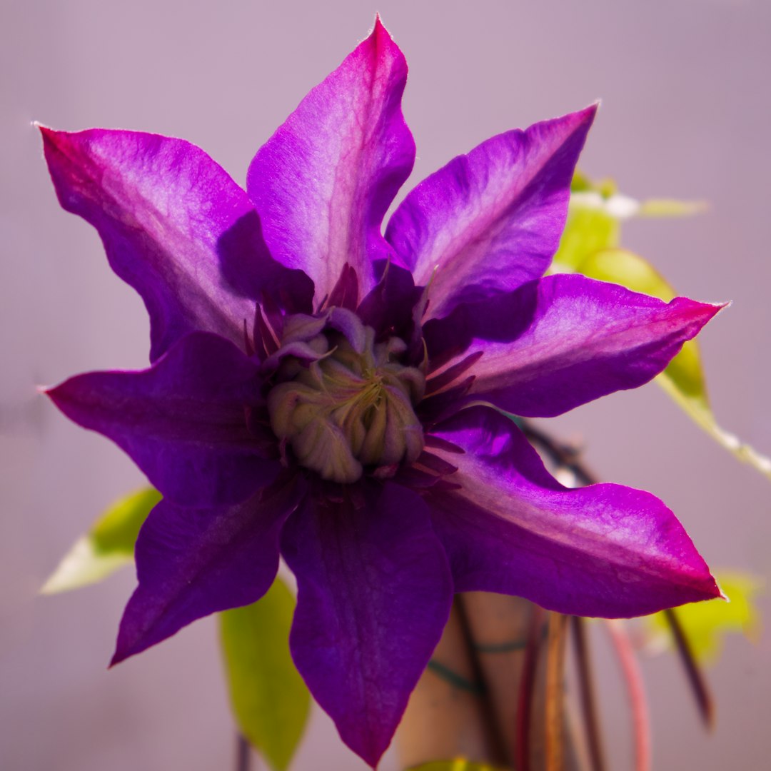 Clematis Vines That Love Cool Feet (image credits: unsplash)