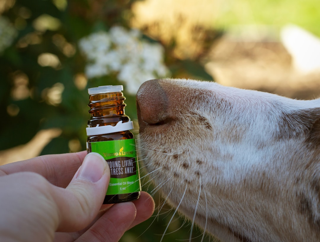 Essential Oils - Nature's Double-Edged Sword (image credits: unsplash)