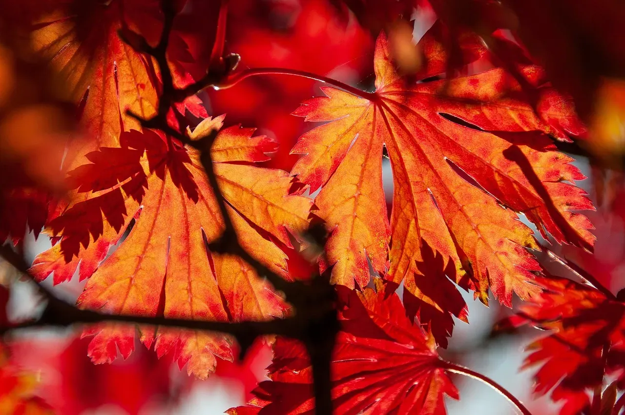 Foliage color as the garden's autumn finale (Image Credits: Pixabay)