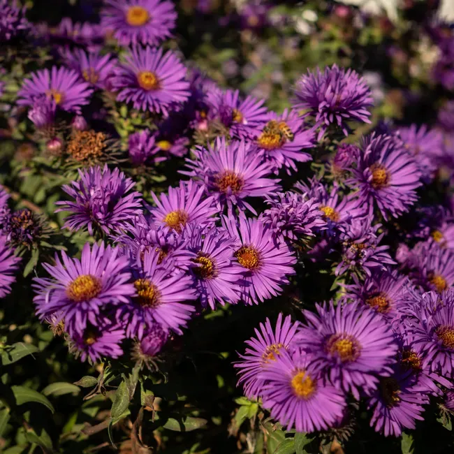 Late summer into autumn with ornamental grasses and asters (Image Credits: Pexels)