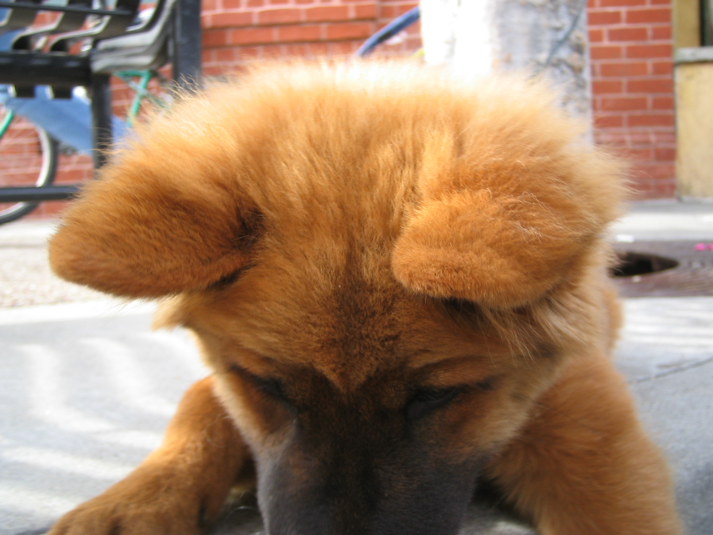 The Persistence Problem: Why Pet Dander Never Really Goes Away (image credits: wikimedia)