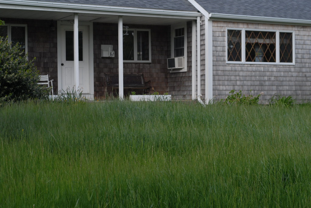 Unkempt Lawns and Overgrown Landscaping (image credits: flickr)