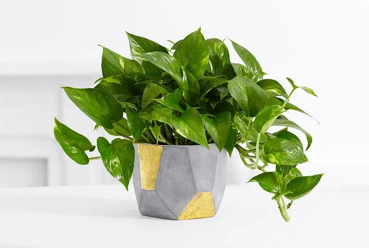 Seasonal updates and greenery (ProFlowers.com, Flickr, CC BY 2.0)