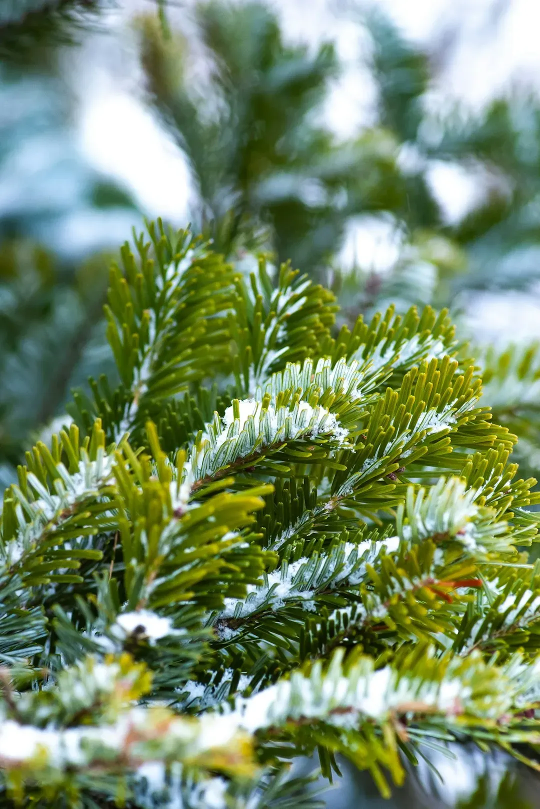 Bring In Seasonal Greenery (Image Credits: Unsplash)
