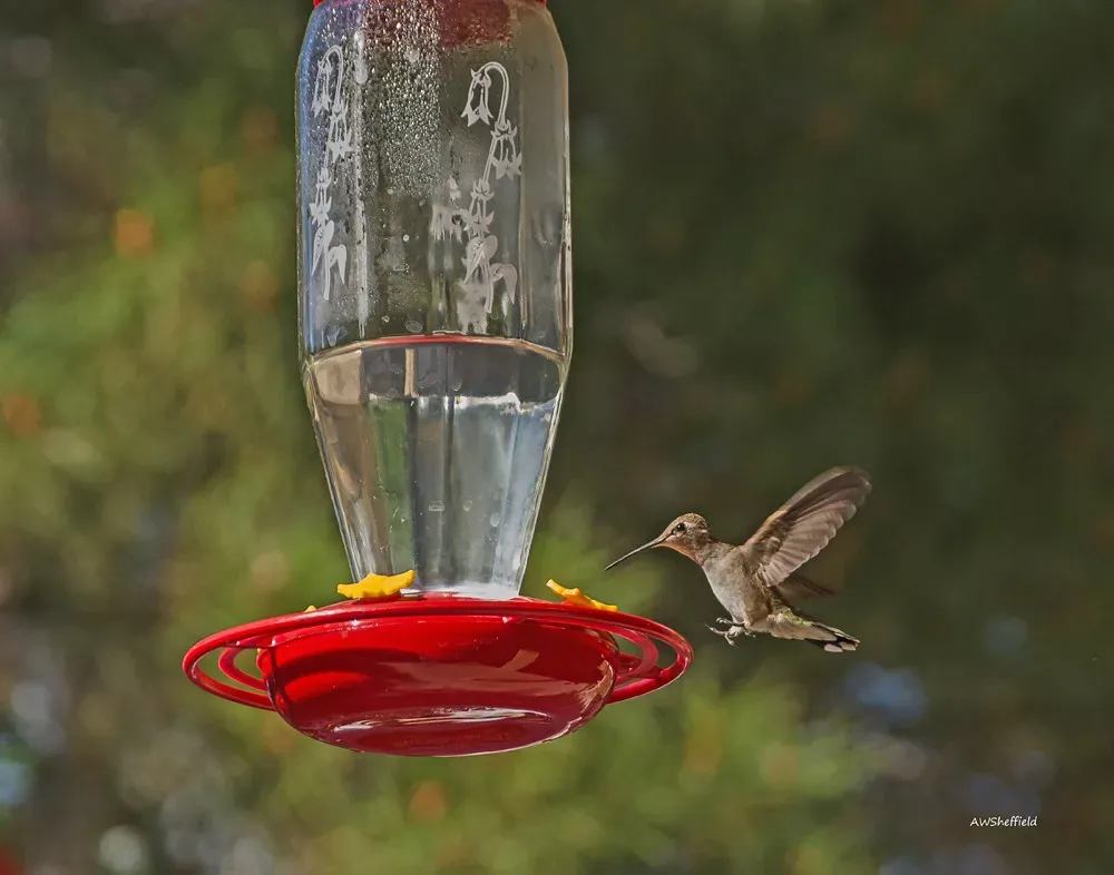 Why the Morning Hour Specifically Matters (awsheffield, Flickr, CC BY 2.0)