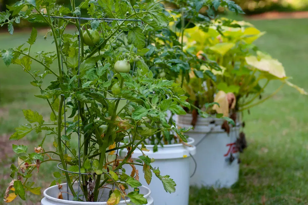 Container gardening for limited space (Image Credits: Flickr)