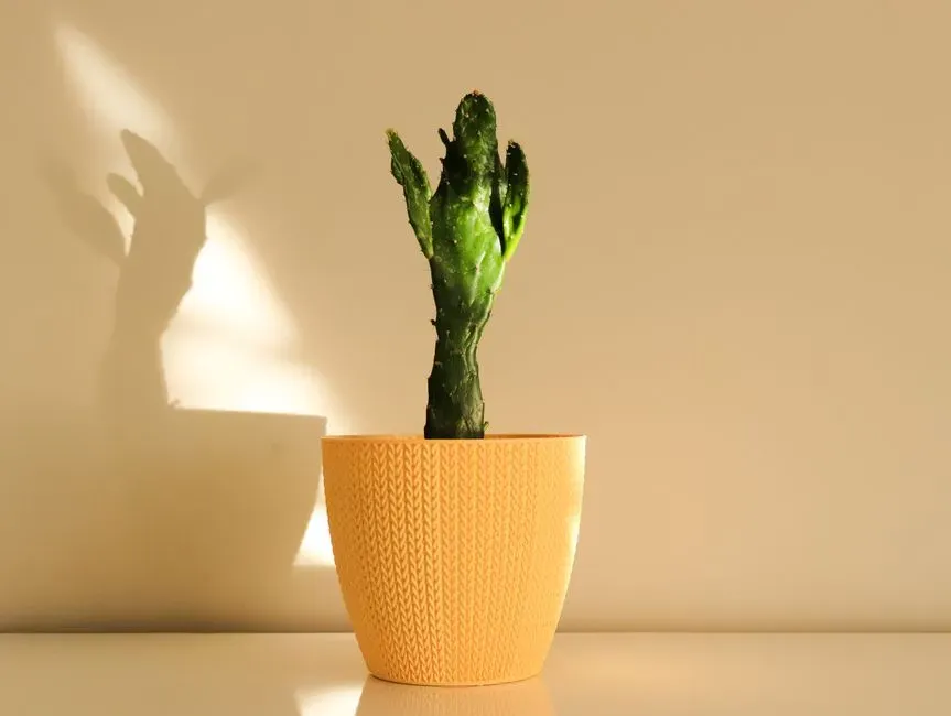 Stay open to adaptable, trending varieties without chasing every fad (Image Credits: Pexels)