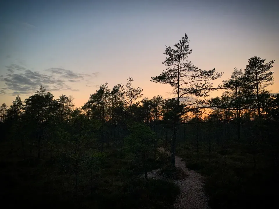 The Morning Shift: How Cool Light Wakes Up Your Brain (Image Credits: Stocksnap)