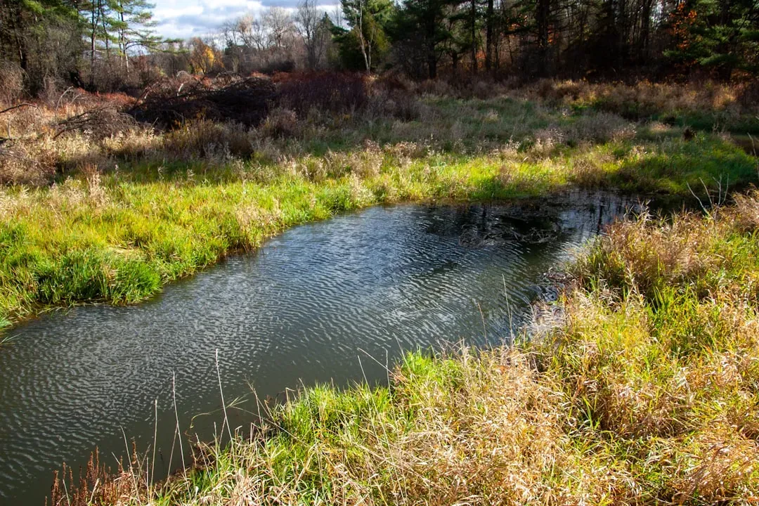 9. Water features and small ponds (Image Credits: Unsplash)