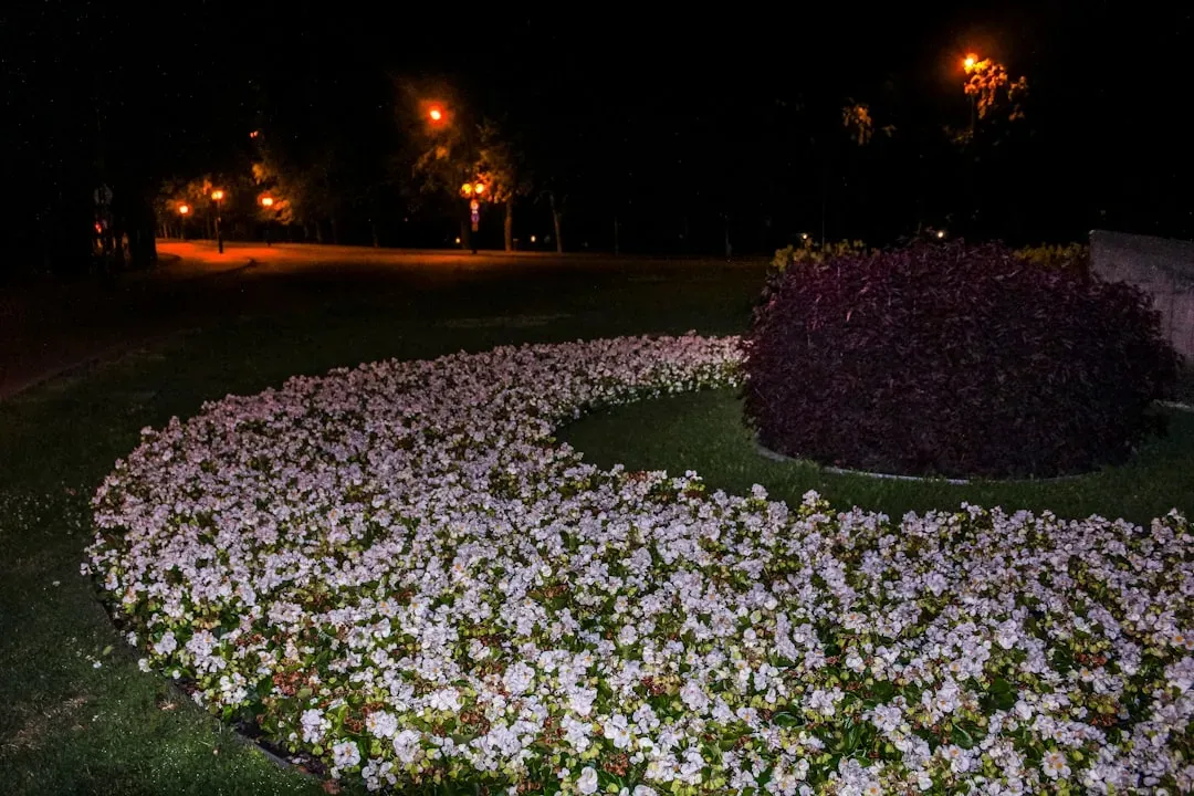 Backyard gardens with evening bloomers (Image Credits: Unsplash)