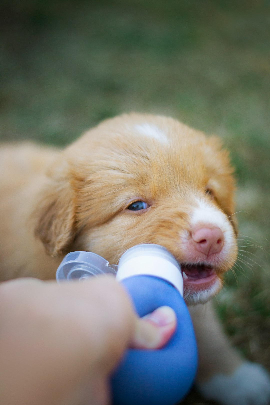 The Surprising Connection Between Pet Exposure and Future Allergies (image credits: unsplash)