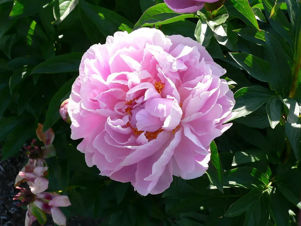 Peonies and roses carrying late spring into summer (F. D. Richards, Flickr, CC BY-SA 2.0)