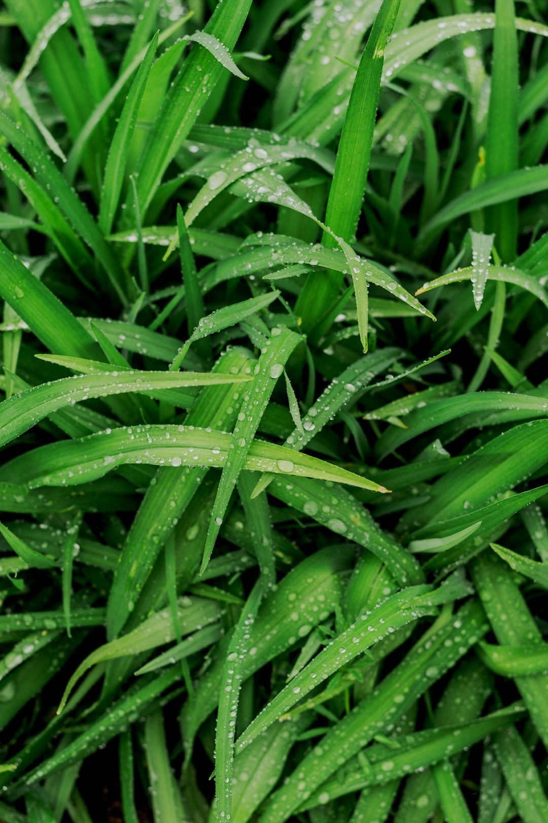 Applying Fertilizer to Wet Grass (image credits: unsplash)
