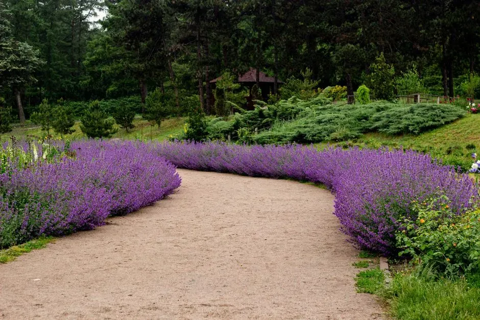 3. Gravel paths lined with low, fragrant border plants (Image Credits: Pexels)