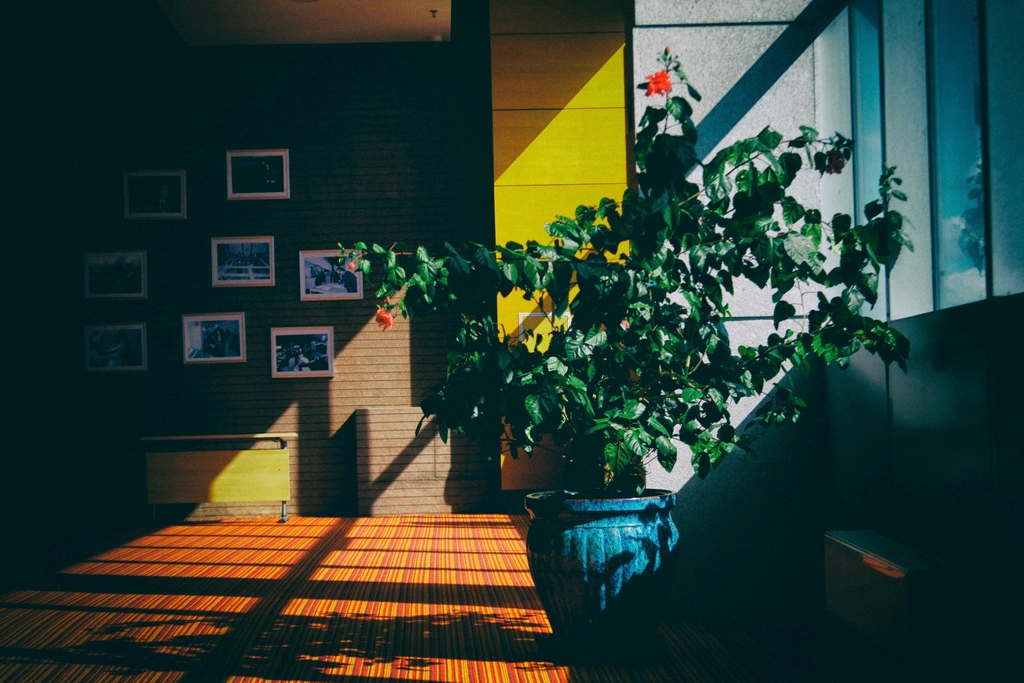 The Death of the All-White Interior (image credits: rawpixel)