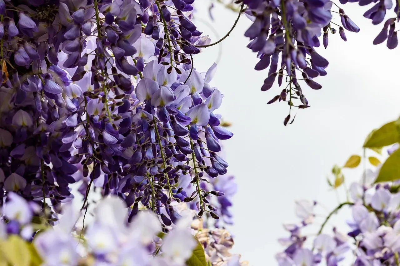 A Vine Built for Vertical Drama (Image Credits: Pixabay)