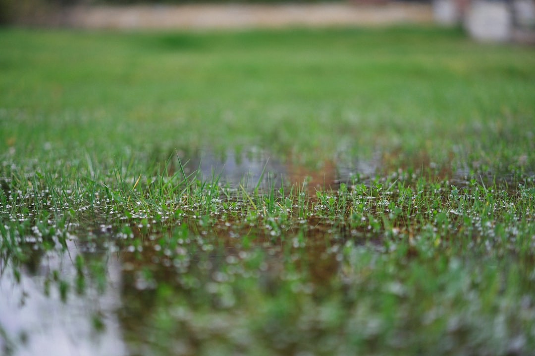 Neglecting Proper Drainage Issues (image credits: unsplash)