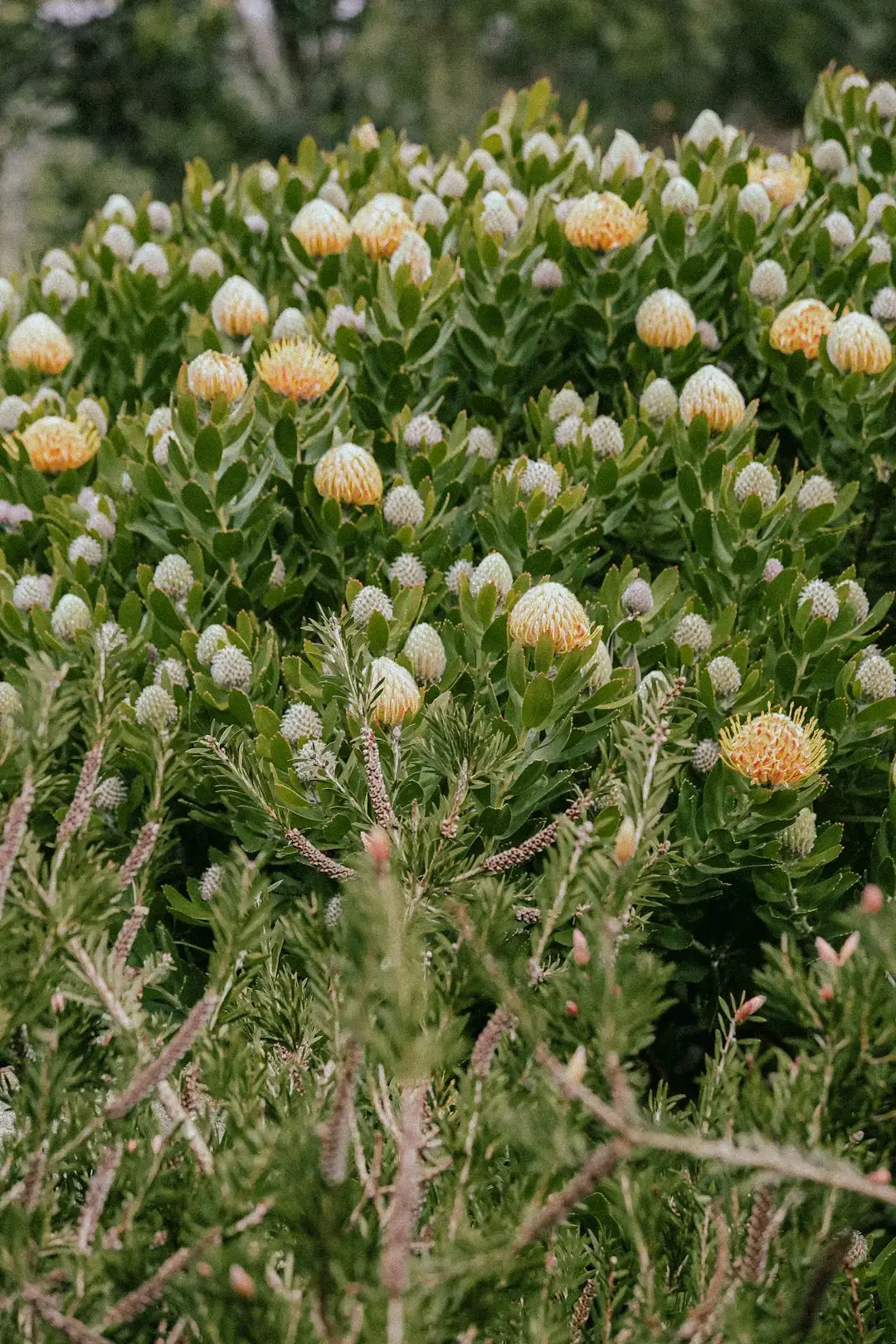 Native Plants as the Backbone of the Design (Image Credits: Unsplash)