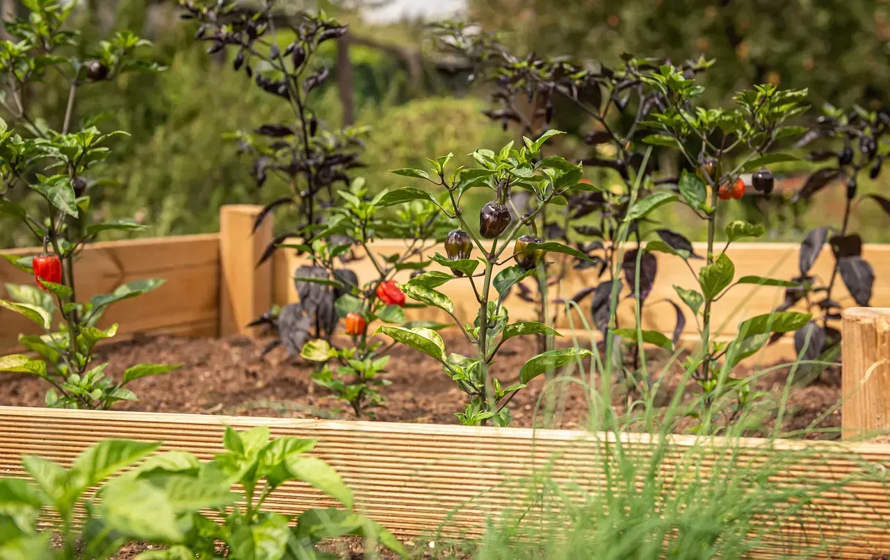  raised beds instead of fighting poor soil (Image Credits: Pixabay)