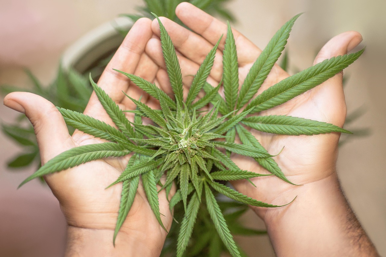 Marijuana and Cannabis Products (image credits: pixabay)