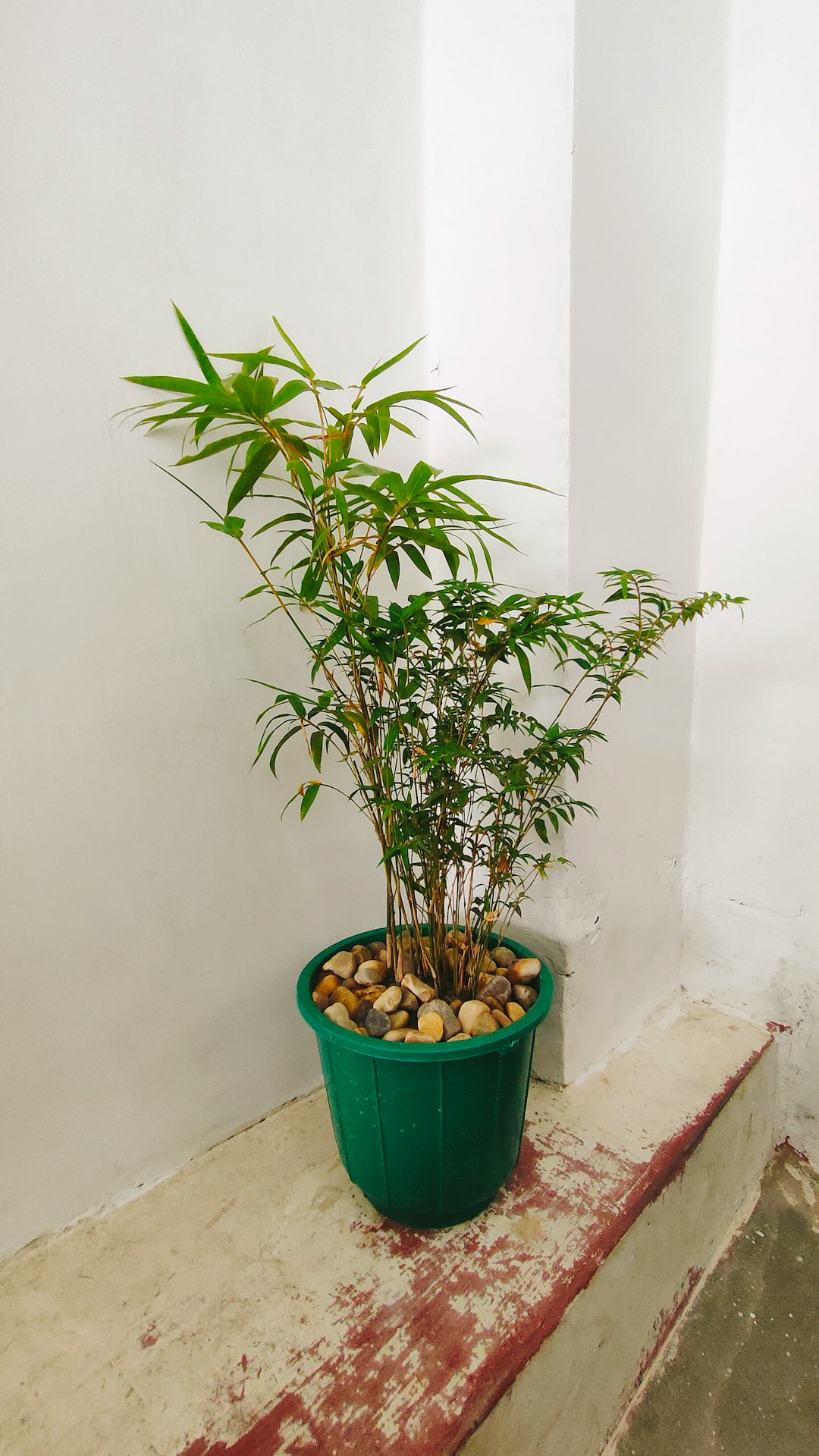 Inside Potted Plants and Garden Containers (image credits: unsplash)