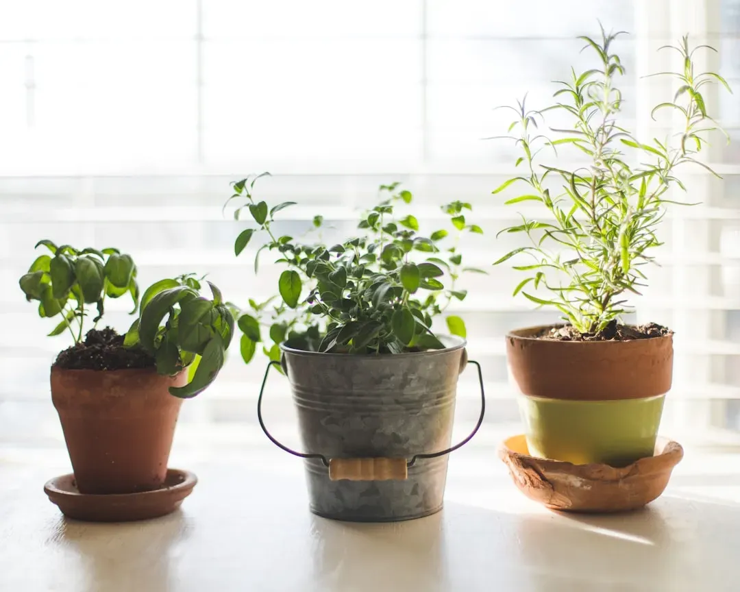 Kitchen windowsills and countertops (Image Credits: Unsplash)