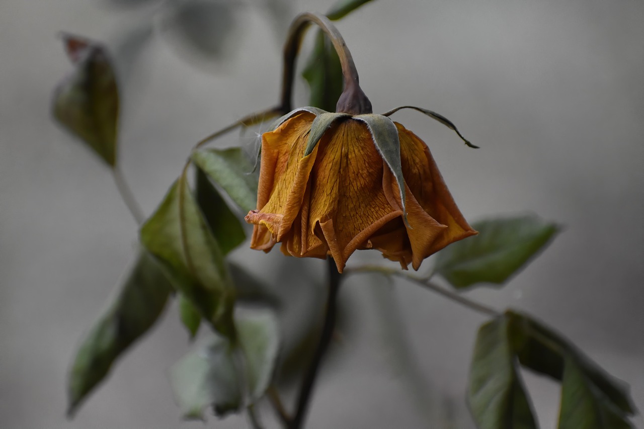 Wilted Plants and Dead Flowers (image credits: pixabay)