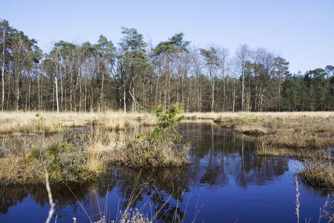 Peat-Based Garden Products Heading for Prohibition (image credits: unsplash)