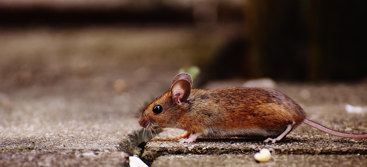 The Mice Made Themselves at Home (image credits: pixabay)
