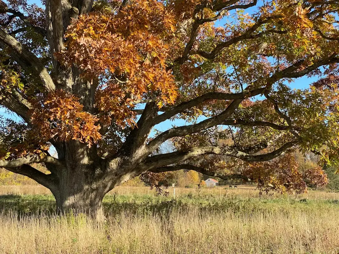 8. Mature Trees and Landscaping That Take Decades to Grow (Image Credits: Unsplash)