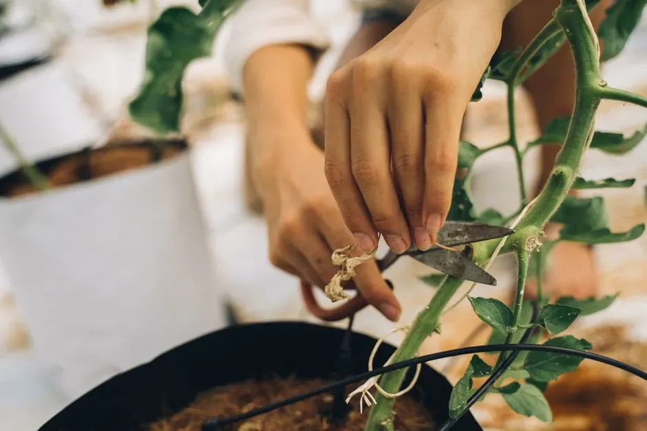 Propagate and share cuttings instead of only buying new plants (Image Credits: Pexels)