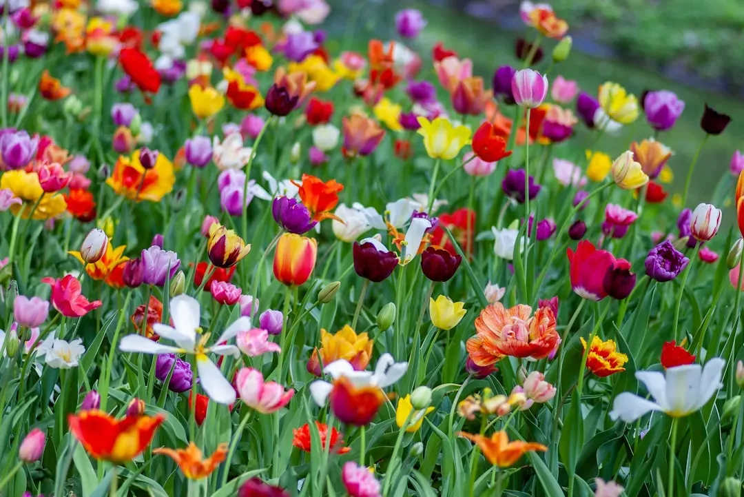 Spring bulbs that set the stage (Image Credits: Unsplash)