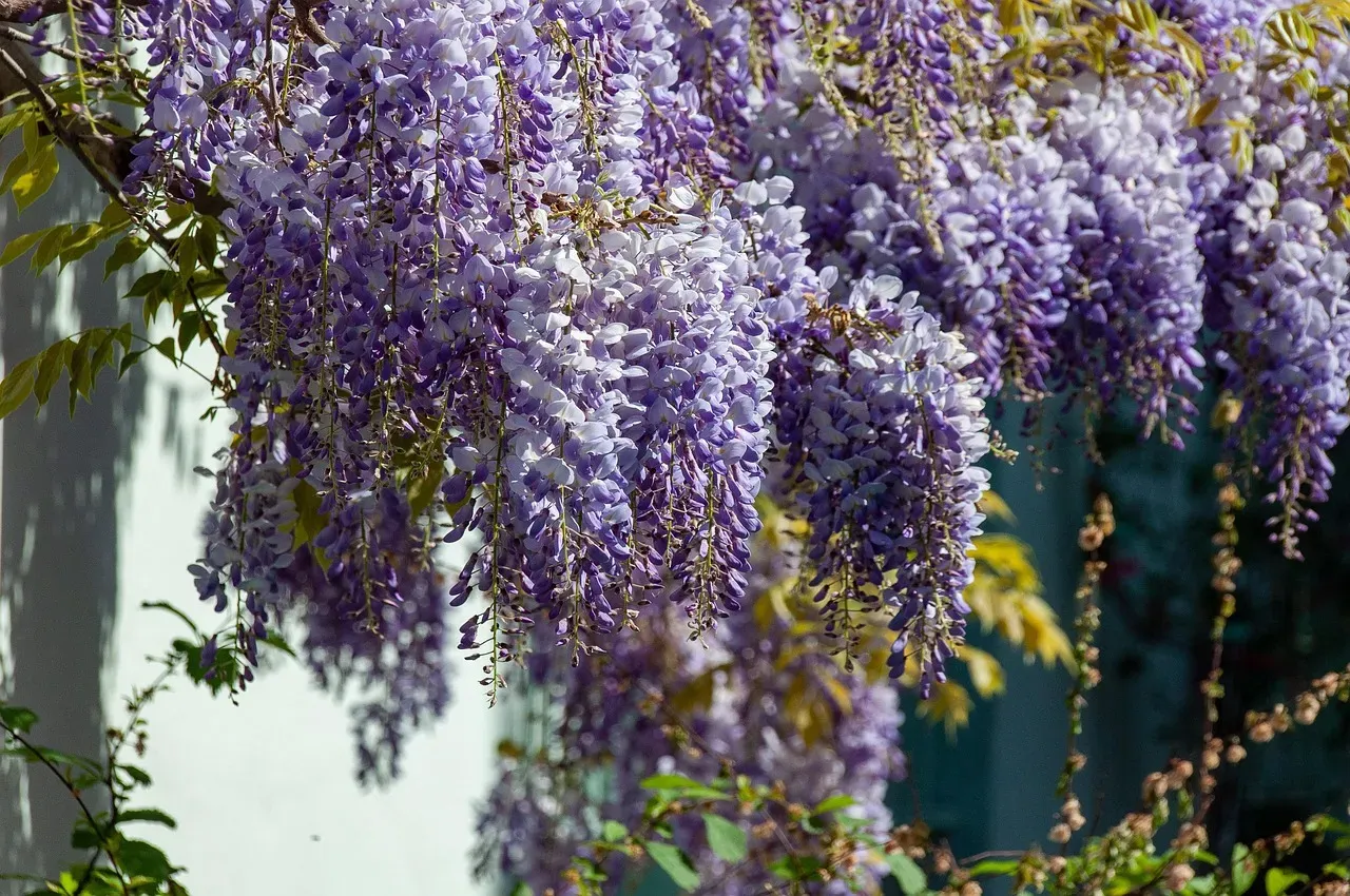 Living With a Plant That Does Not Ask Permission (Image Credits: Pixabay)
