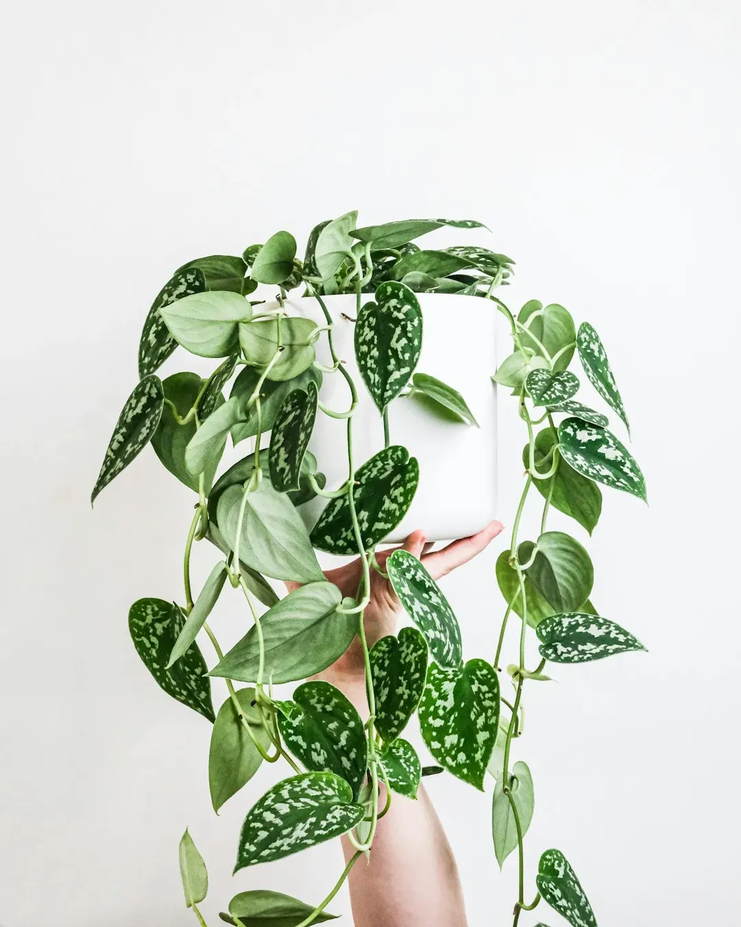 Bathroom shelves and corners (Image Credits: Unsplash)